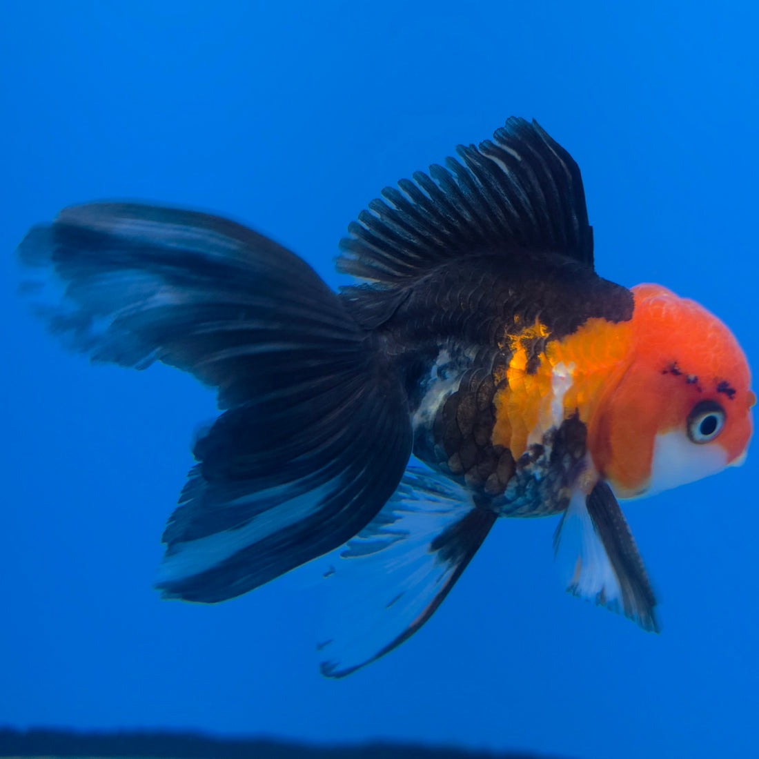 Thai Oranda Tri-Color 2in Male (FEB-550)R3B17
