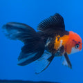 Thai Oranda Tri-Color 2in Male (FEB-550)R3B17
