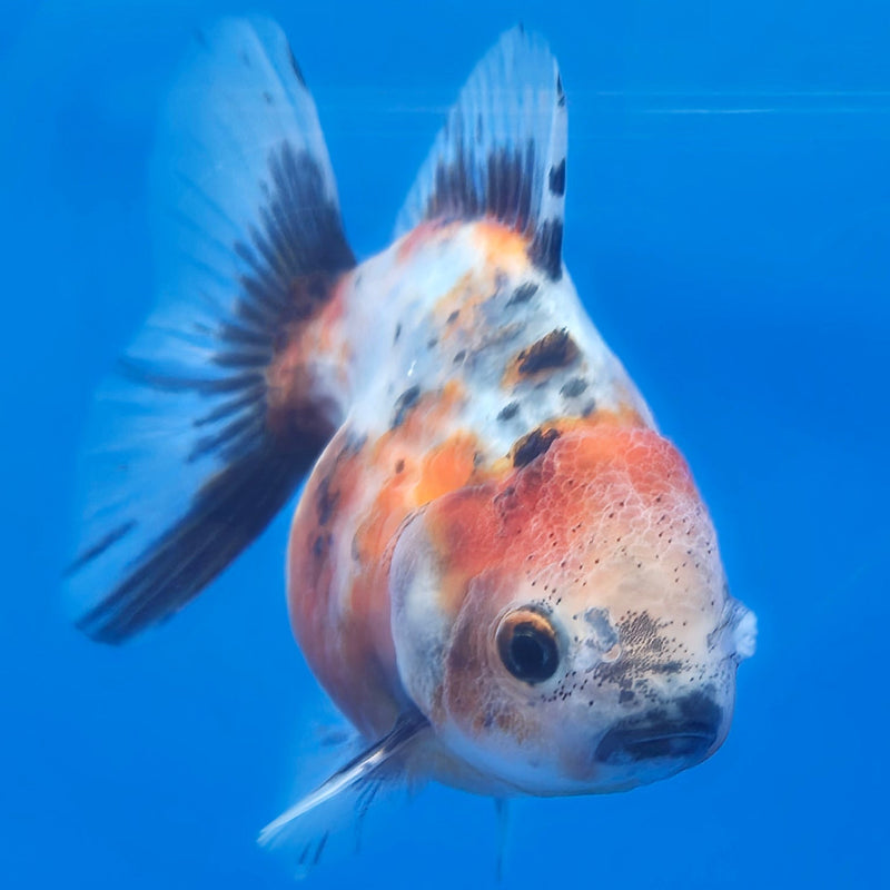 Thai Shogun Calico Oranda 2.5" Body Male A+ Grade(CK-610)R3B01