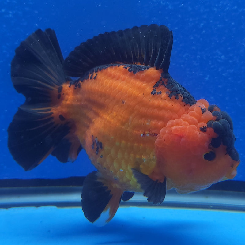 Thai Jumbo Oranda Apache 5in Female (FEB-225)BLUETUB1