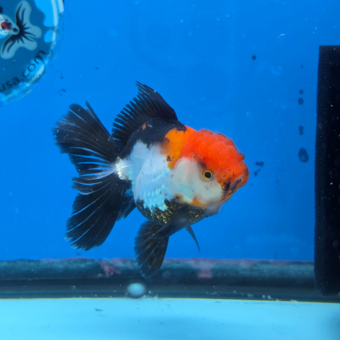 Thai Oranda Tri Color 3in Female (FEB-515)R3A08