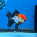 Thai Oranda Tri Color 3in Female (FEB-515)R3A08