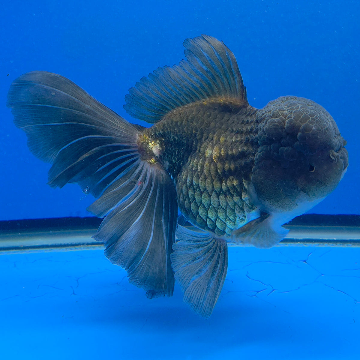 Thai Oranda Jumbo AA Grade Black 4.50 inch Body Female(FEB-849)R2A16