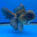 Thai Oranda Jumbo AA Grade Black 4.50 inch Body Female(FEB-849)R2A16