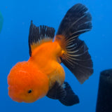 Thai Oranda Apache 3.5" Body Female (FEB-767)R2B07