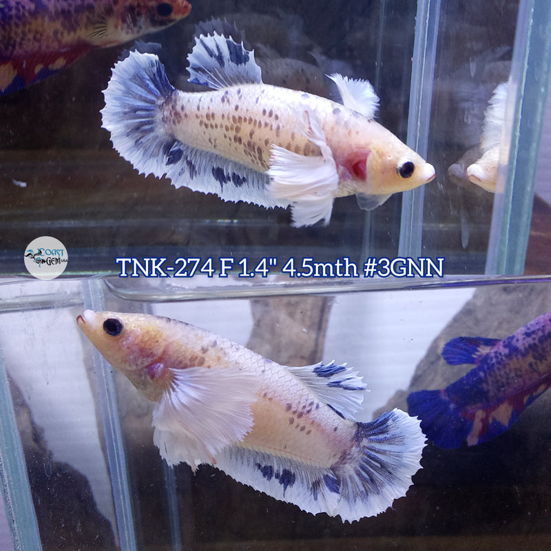 Live Female Betta Blue Grizzle Dumbo Big ear Plakad (TNK-274)  High quality what you see what you get!!
