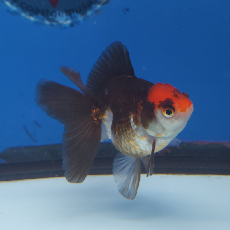 Thai Oranda Tri-Color 2.5” Female (FEB-249)R3B04