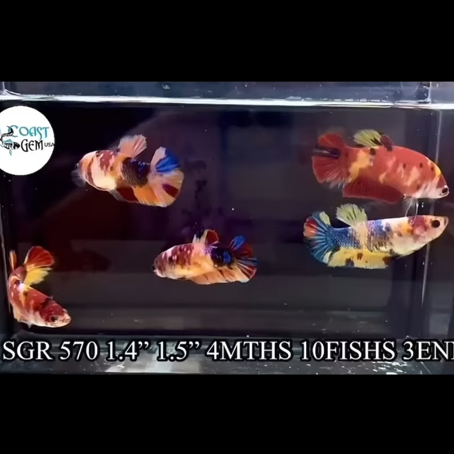 Nemo Koi Female