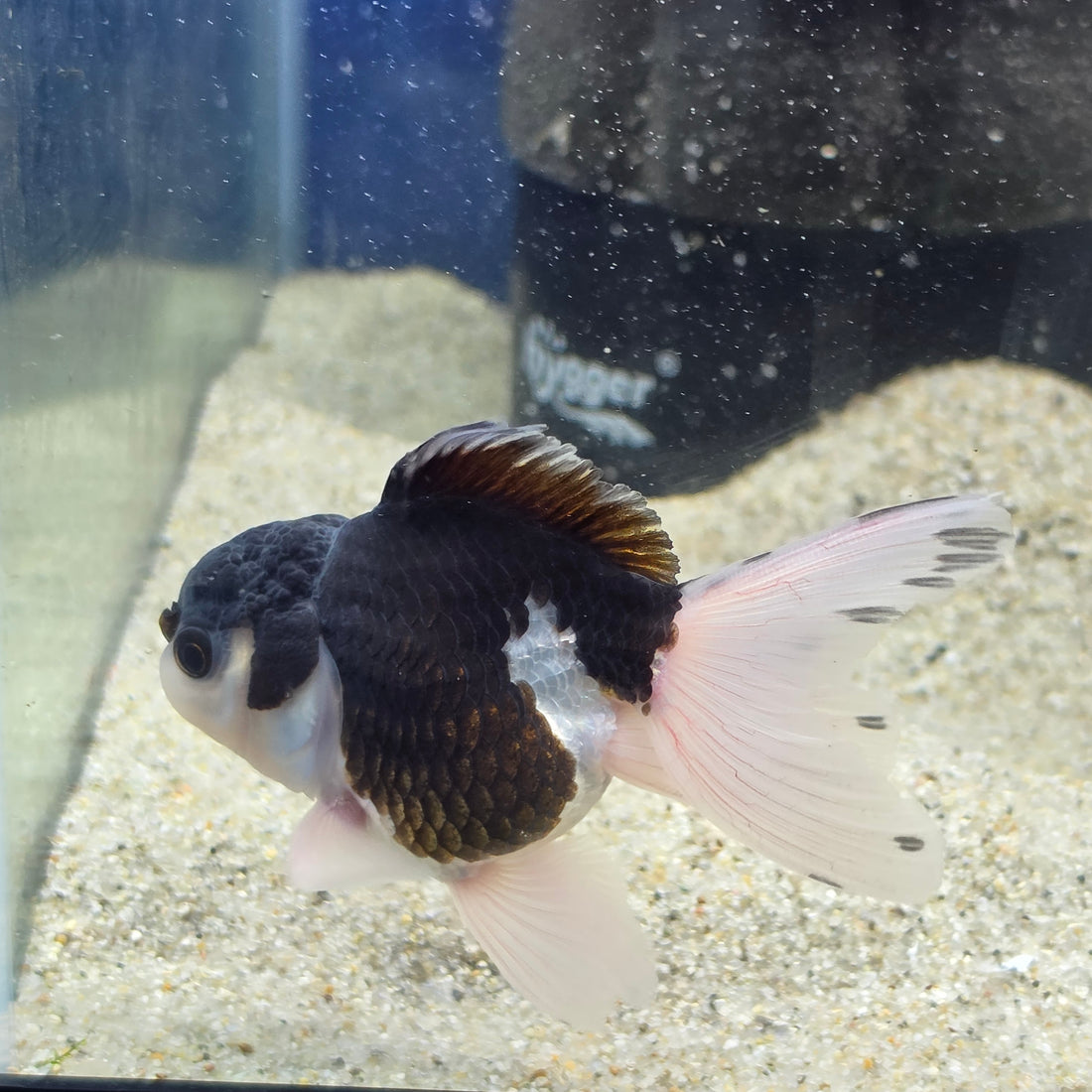 Thai Oranda Panda 2.5” male(FEB-654)R3B21