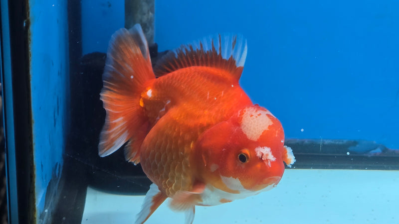 Thai Jumbo Red/White Oranda 4.50 inch Body Male Giant Breed (CRP-JO1081)BLUETUB2