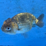Thai Ranchu Tiger Calico 2.50" Body (FEB-877)R2B06