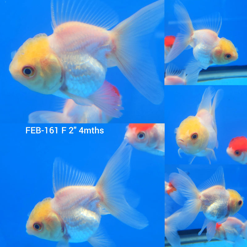 Thai Oranda White Lemonhead 2” Body Female (FEB-161)R3A09