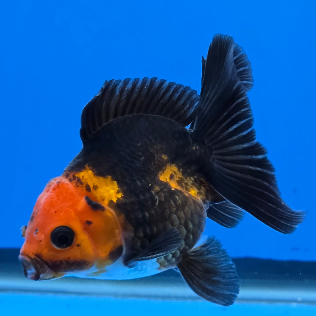 Thai Oranda Red Cap Black 2.00" Body male (FEB-744)R2B01