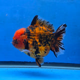 Thai Oranda Red Tiger Godzilla 5 inch Orchid Tail Body Female (G-FEB-108)BlueTubB
