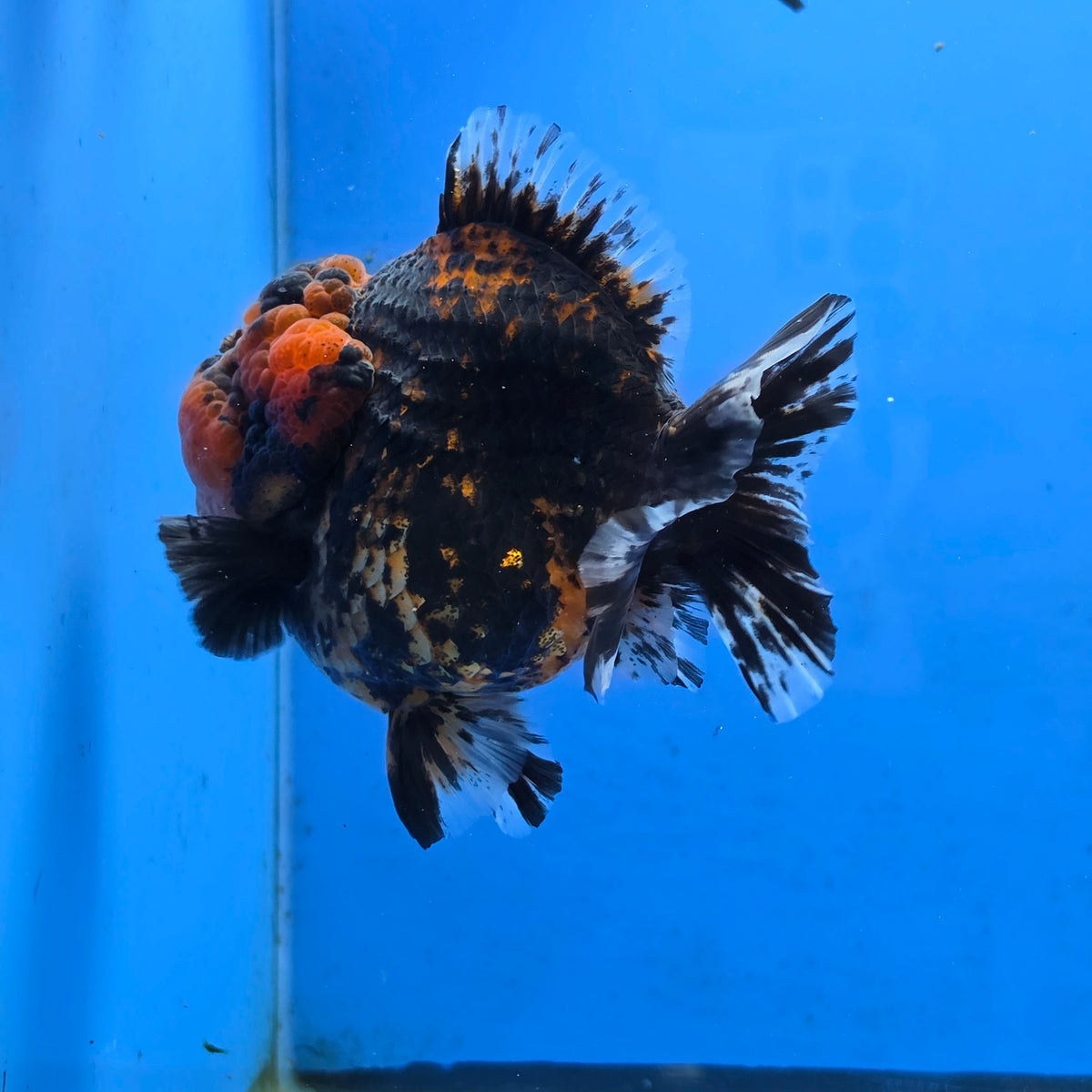 Thai Oranda Black Tiger Godzilla 4” Body Male (G-FEB-102)BlueTubB