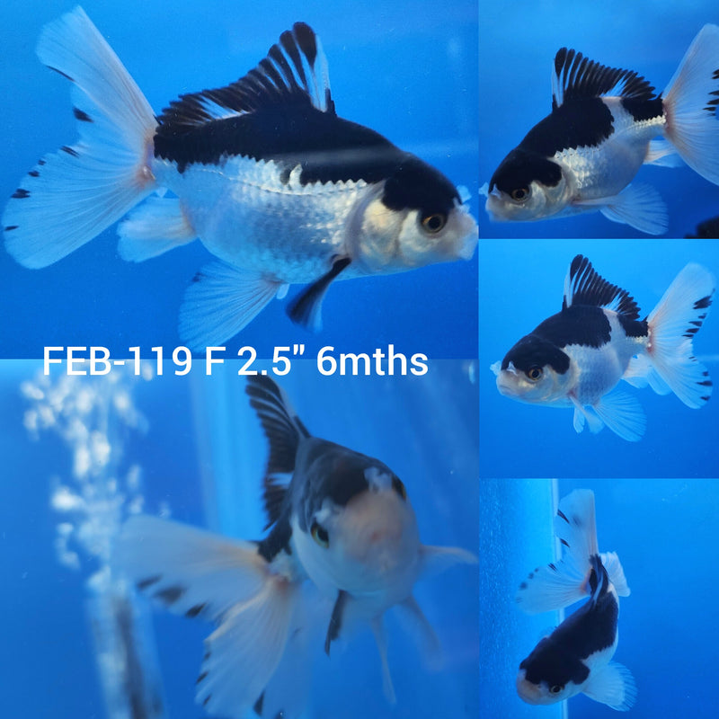 Thai Panda Oranda 2.5” Body Female (FEB-119)R3B13