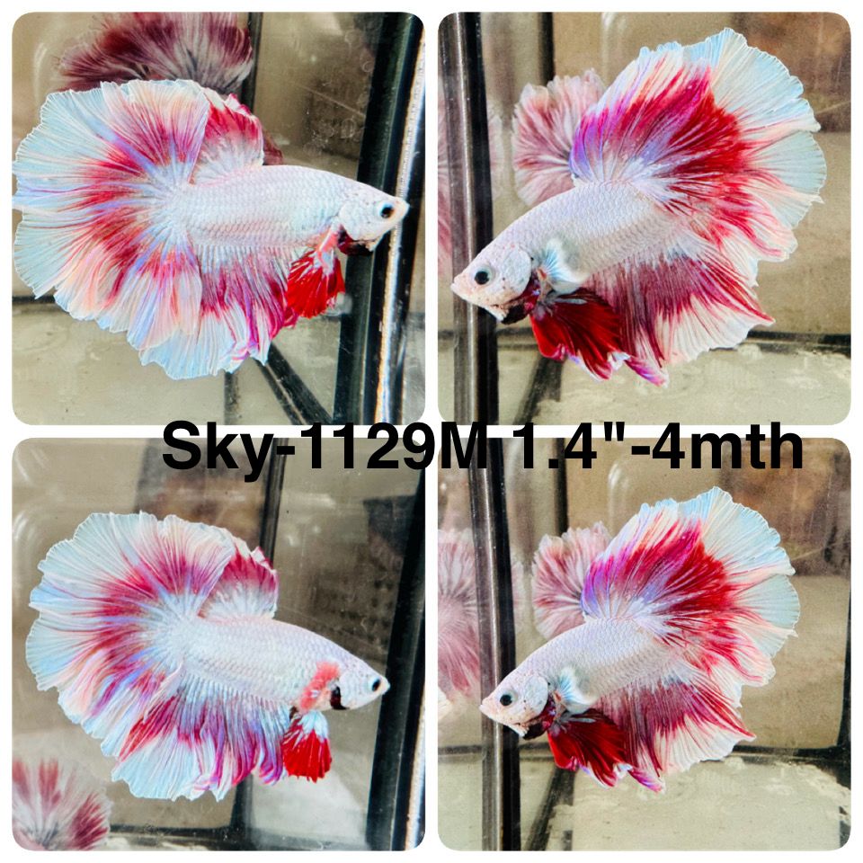 Live Male Betta Fancy Purple Pink Lavender Halfmoon Rosetail (Sky-1129)S149