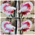 Live Male Betta Fancy Purple Pink Lavender Halfmoon Rosetail (Sky-1129)S149