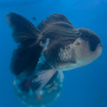 Thai Oranda Panda 3.5” Male(FEB-713)R1A07