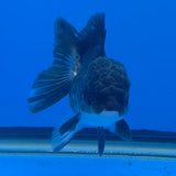 Thai Oranda Panda 3.5" Body Female (FEB-768)R2B07