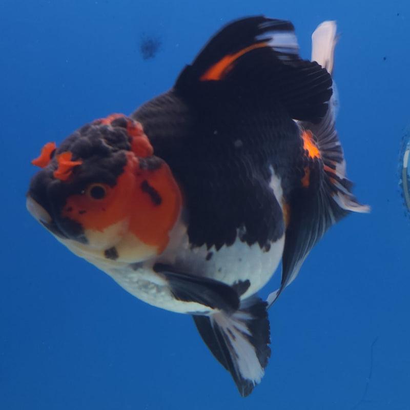 Thai Jumbo Oranda Tri-Color 5in Female (FEB-217)BLUETUB2