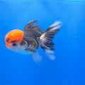 Thai Oranda Tri-Color 3.5” Female(FEB-719)R1B07