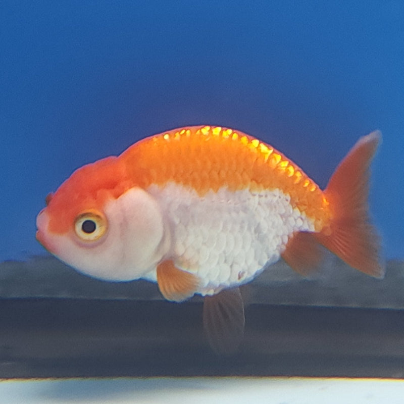 Chinese Ranchu Red & White 2in Female (FEB-332)R3B16