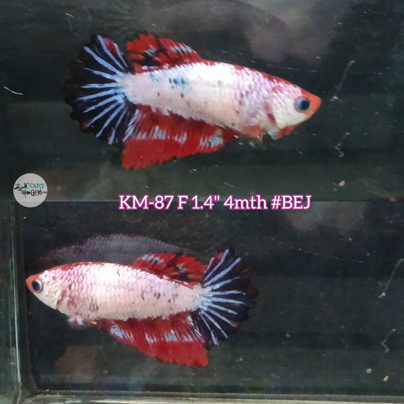 Live Female Betta Fancy marble Halfmoon (KM-87) High quality what you see what you get!!