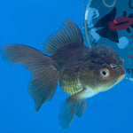 Thai Oranda Tri-Color 2.5” Male(FEB-632)R3B15
