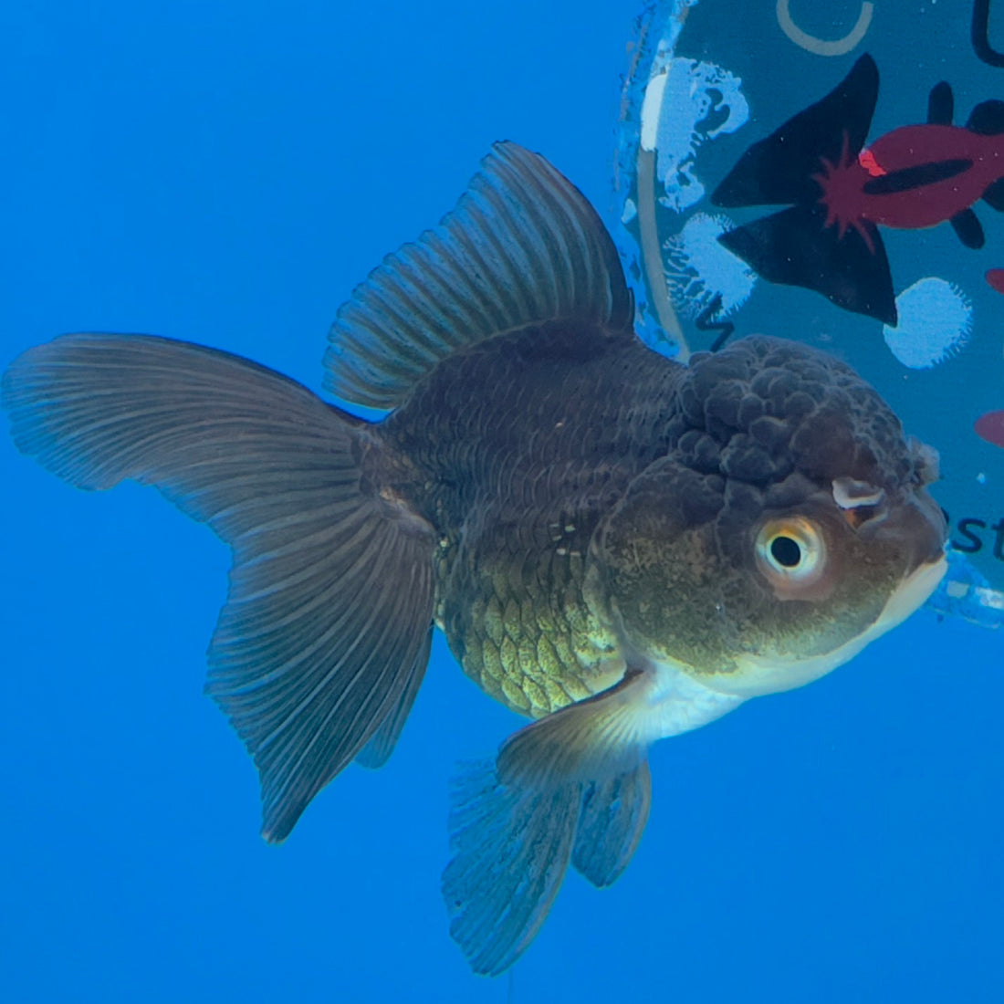 Thai Oranda Tri-Color 2.5” Male(FEB-632)R3B15