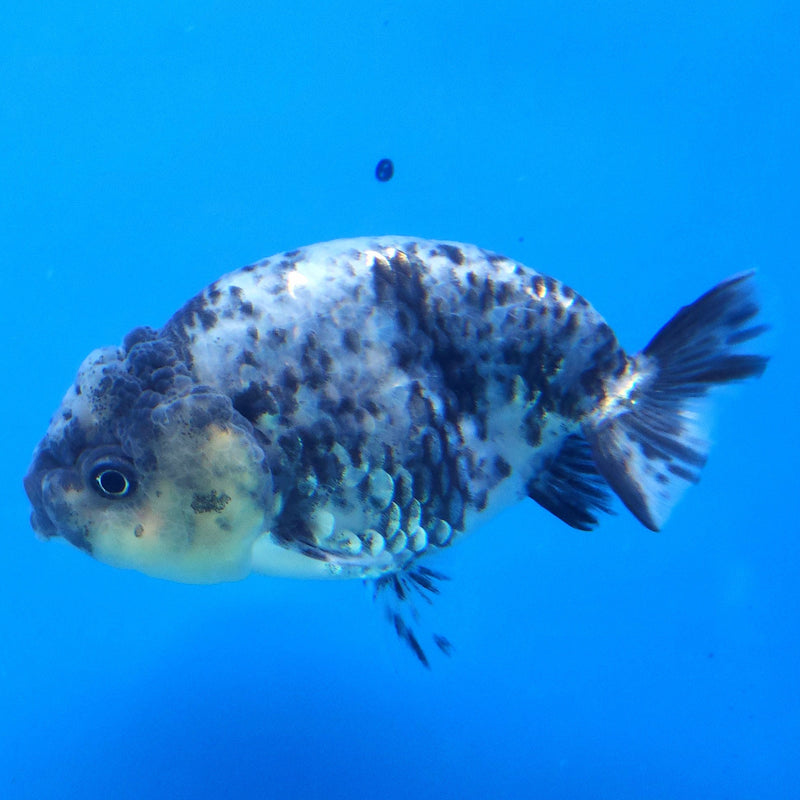 Thai Ranchu Granite 2.5in Female (FEB-337)R3A14