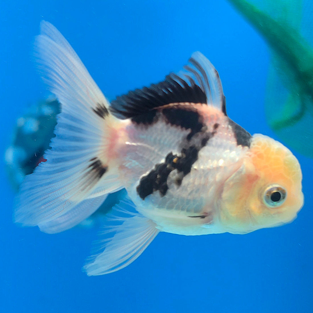 Thai Oranda Lemonhead Panda 2.5” Male(FEB-639)R3B15