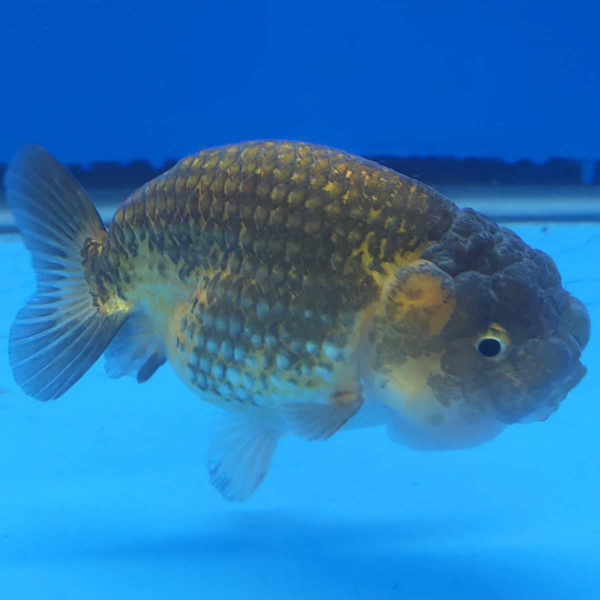 Thai Ranchu Copper 3” Body Female(FEB-360)SHOWTANKB