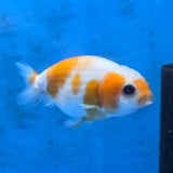 Thai Ranchu Calico Tiger 2.00" Body (FEB-880)R2B06