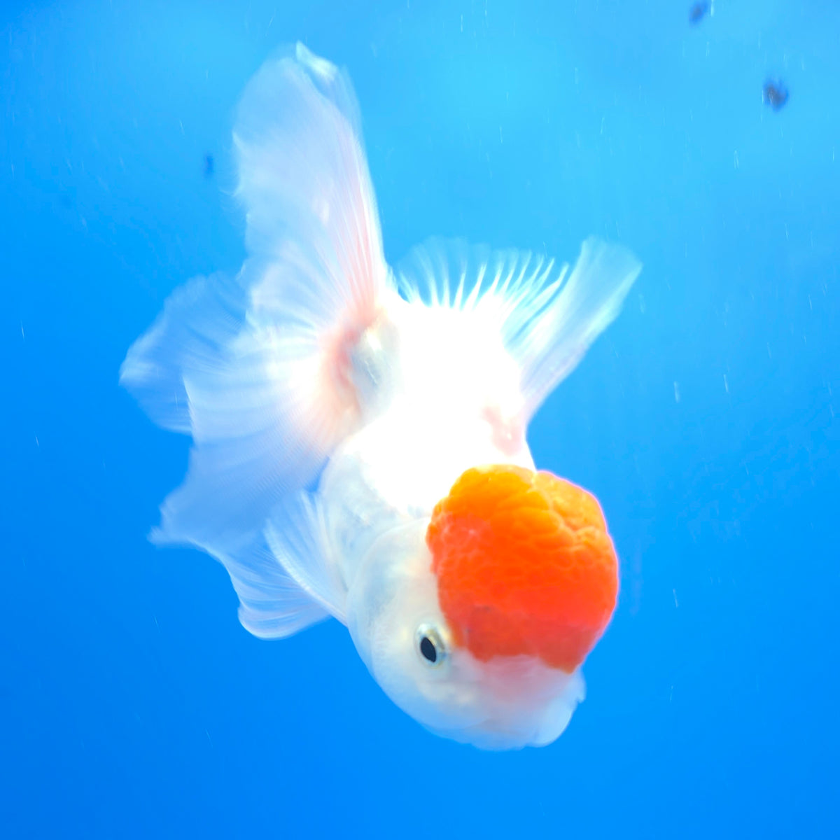 Thai Oranda White Red Cap 3.0" Body Female (FEB-766)R2B607