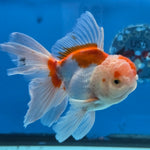 Thai Oranda Lemon Head Red and White 4" Body male 9mths(FEB-576)R2A02