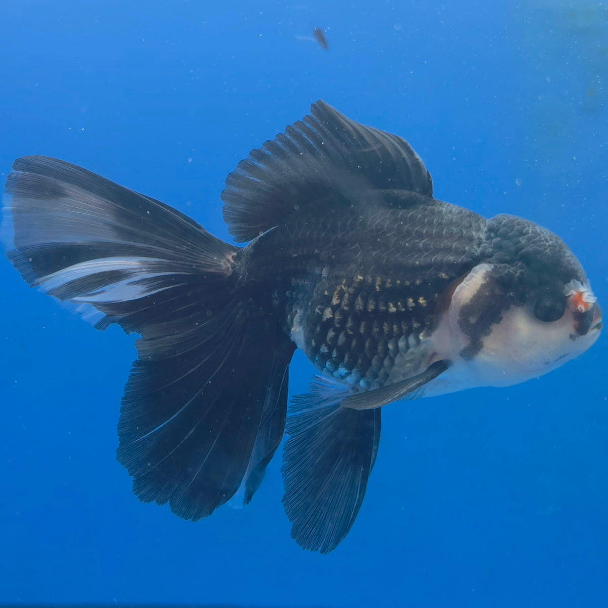 Thai Oranda Panda 3.0" Body Male (FEB-860)