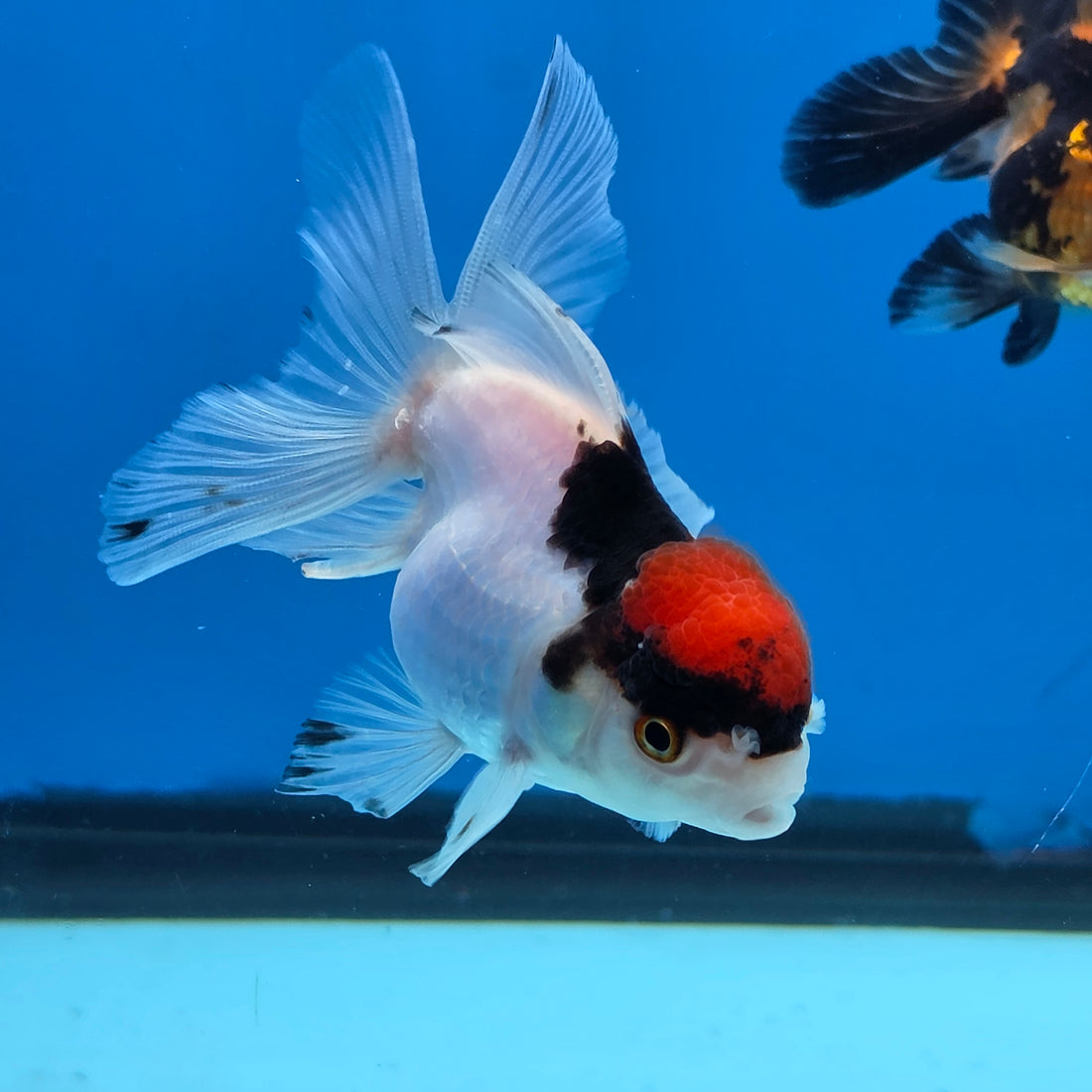 Thai Oranda Red Cap Panda Short body breed 2.5" Body Female 6mths(FEB-564)R3B22