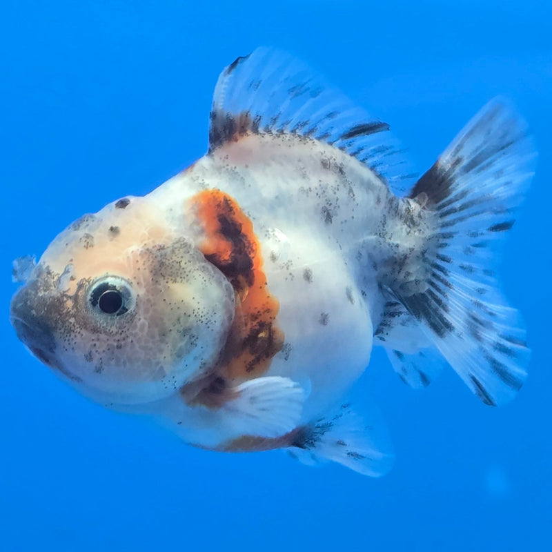 Thai Shogun Calico Oranda 2.5" Body Male A+ Grade(CK-606)R3A01