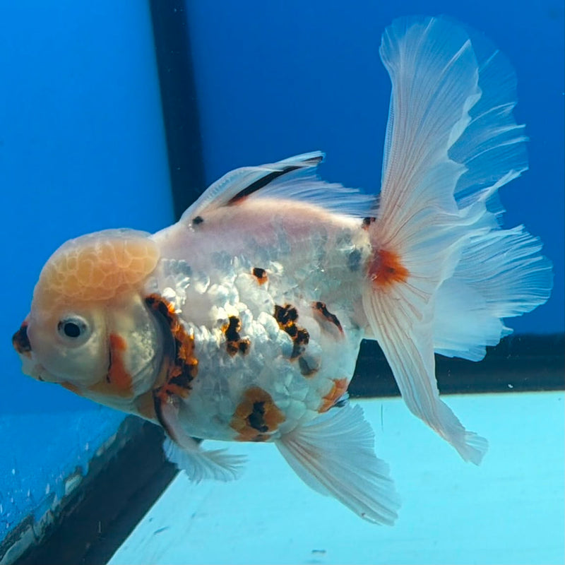 Thai White Tiger  4” Body Female(FEB-397) SHOWTANKB