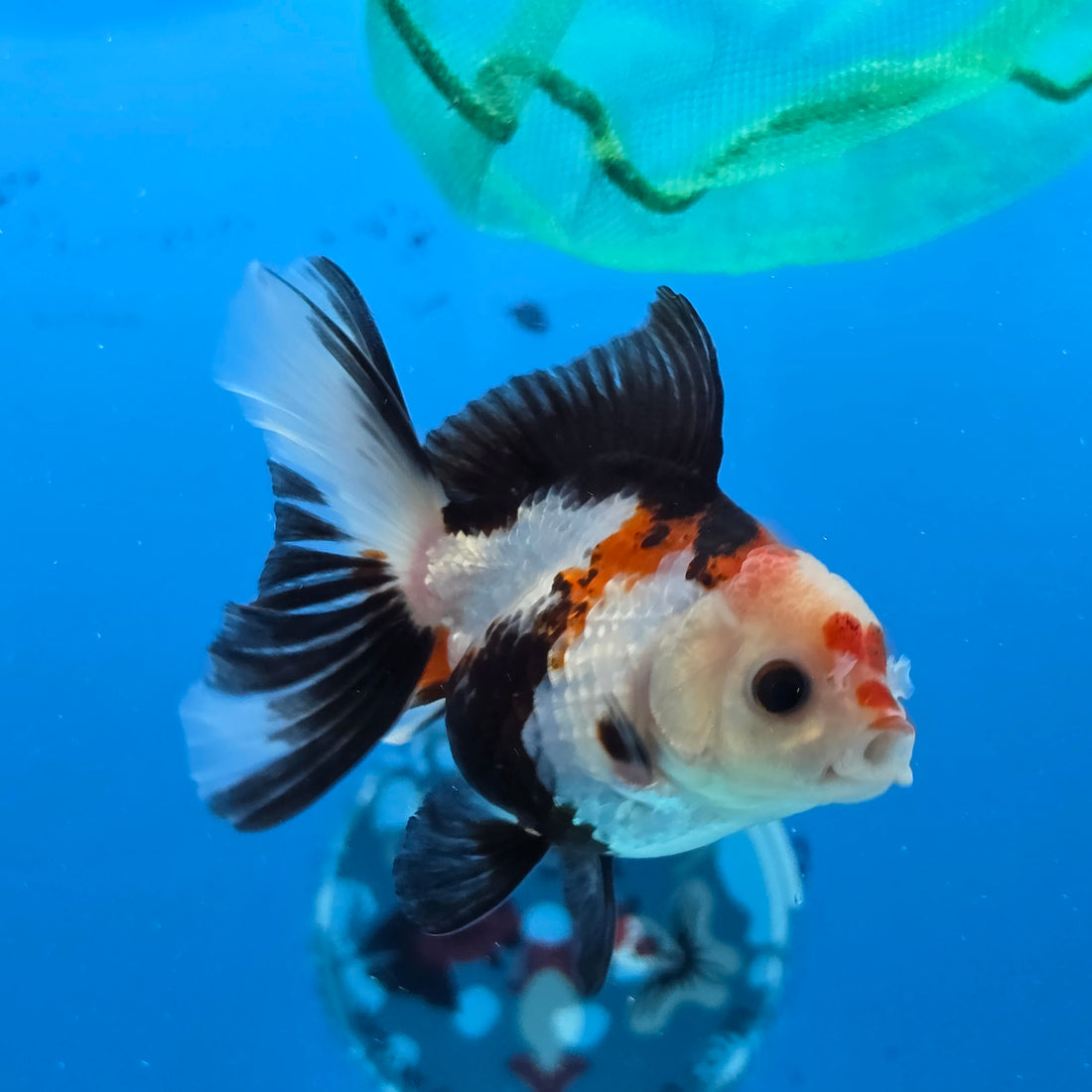 Thai Oranda Tri Color 3 in Body Male (FEB-523)R3A07