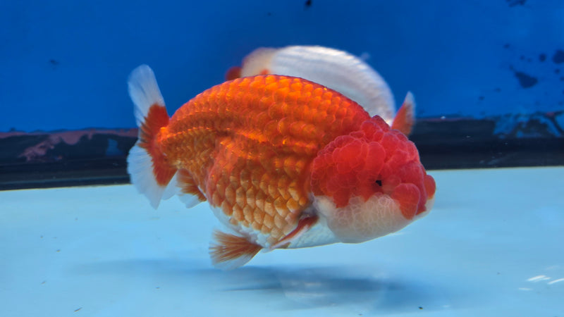 Thai Red/White Lionchu Ranchu 3.00 inch Body Male (NNN-2081)R4C07