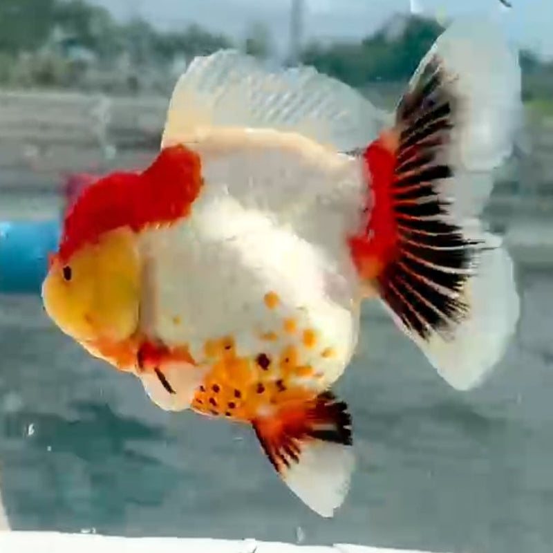 Thai Jumbo Red Cap Tri-Color Oranda Yuanbao 4.50 inch Body (QGF-JO1201)Showtank