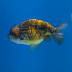 Thai Ranchu Granite 2.5in Female (FEB-701)R3B13