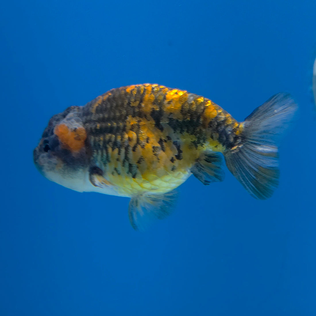 Thai Ranchu Granite 2.5in Female (FEB-701)R3B13