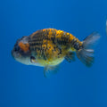 Thai Ranchu Granite 2.5in Female (FEB-701)R3B13