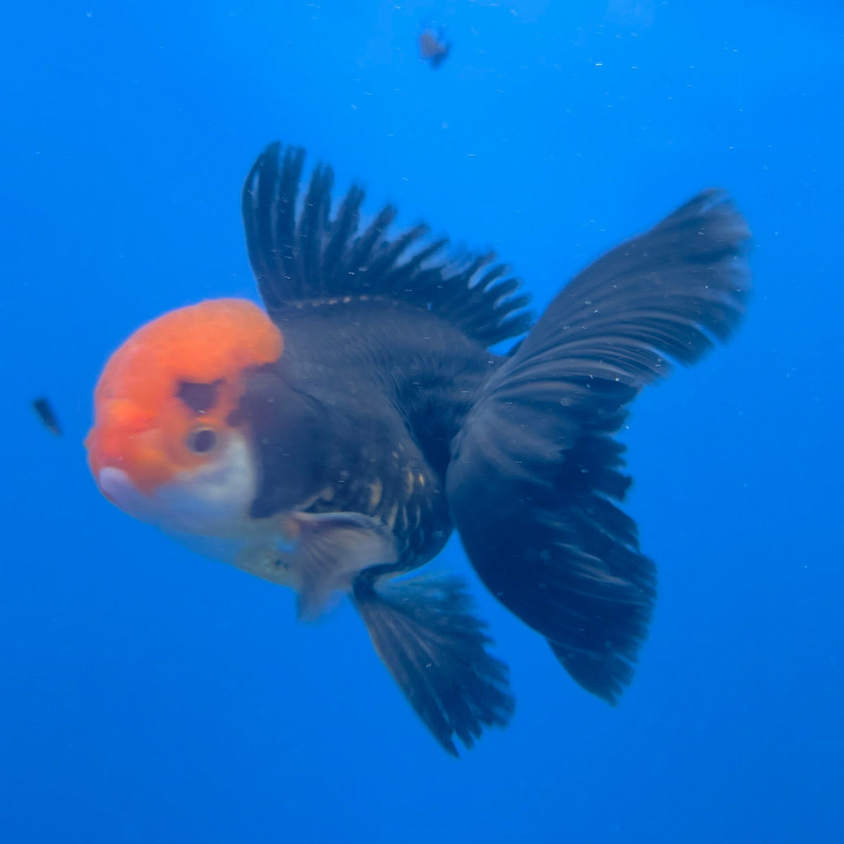 Thai Oranda Apache 3.00" Body Male (FEB-758)R2B07