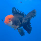Thai Oranda Apache 3.00" Body Male (FEB-758)R2B07