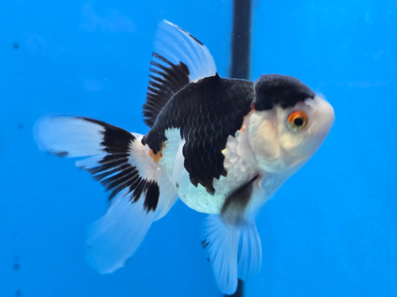 Thai Tri Color Oranda 2.50 inch Body Female (NNN-2077)R4C03