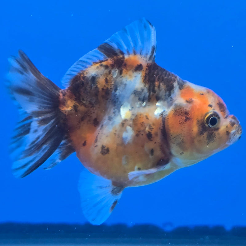 Thai Shogun Calico Oranda 2.5" Body Male A+ Grade(CK-604)R3A01